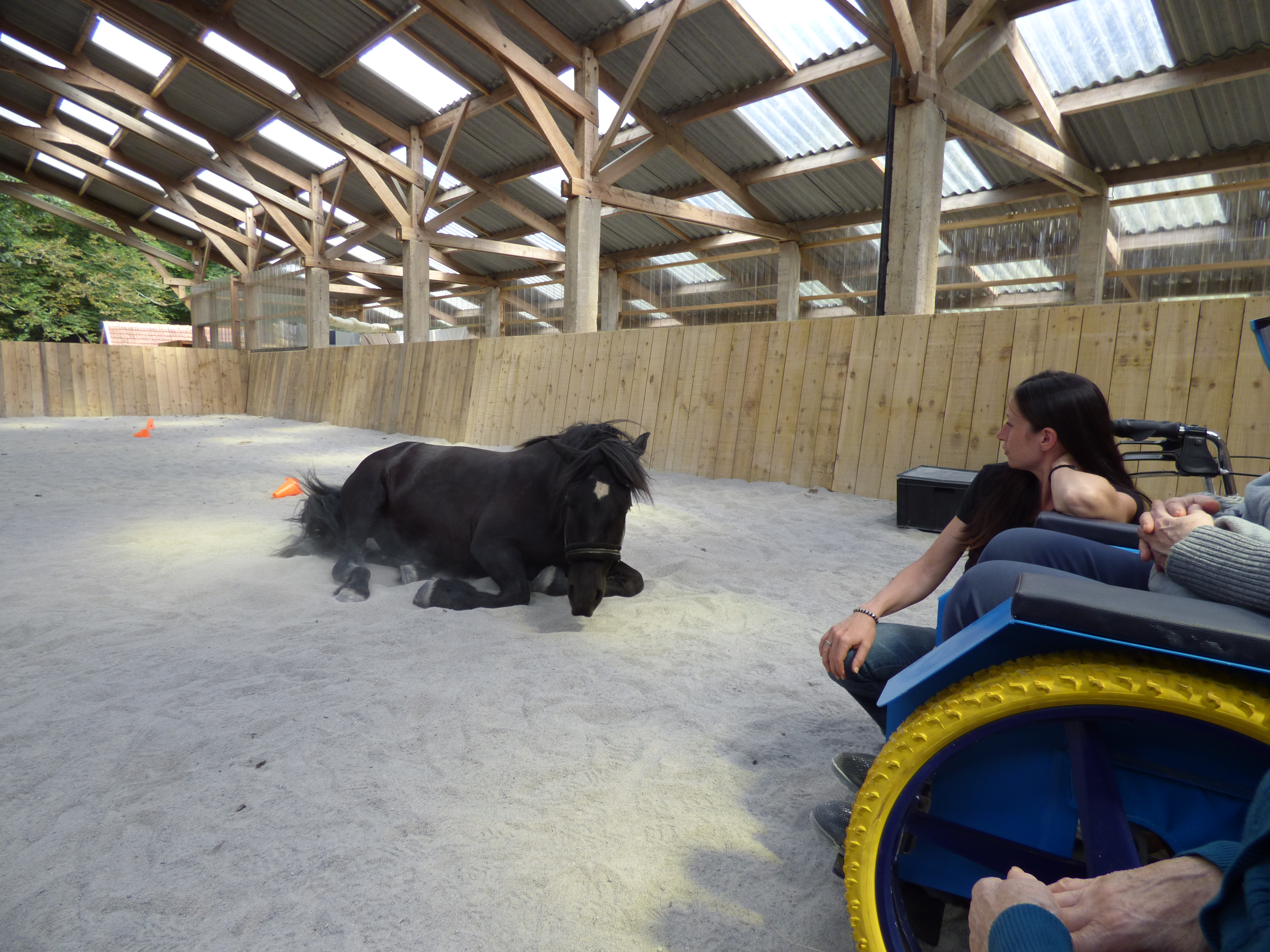 cheval dans un manège et fauteuil roulant